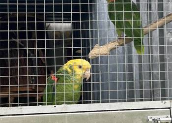 Amazonka zółtogardła  pary