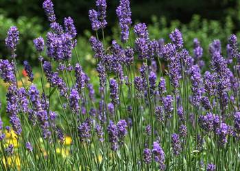 Lawenda wąskolistna ‘Blue Scent’
