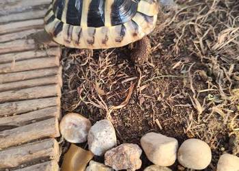 Żółw grecki 2 lata