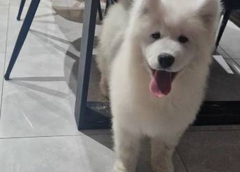 Szczeniaki rasy samoyed gotowe do odbioru