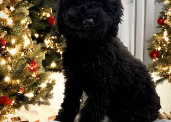 "BAJKA" Pudel miniaturowy