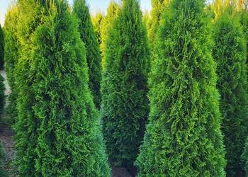 Tuja Szmaragd 160-180cm, Sadzenie transport cała Polska krótkie terminy