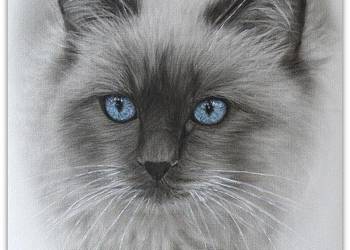 Obraz kota Ragdoll - ręcznie malowany - pomysł na prezent