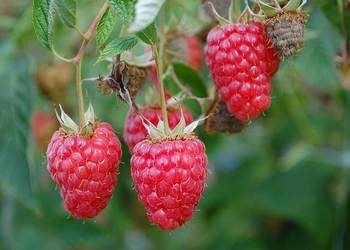 Sadzonki malin letnich i jesiennych