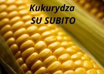 Kukurydza SU Subito