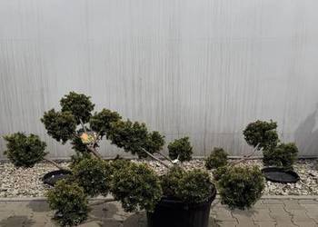 Cis Taxus "Summergold" Bonsai 100-125cm
