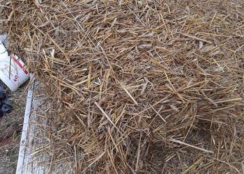 Słoma w kostkach idealna pod truskawki