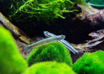 Babka sumatrzańska - Stiphodon atropurpureus - WYSYŁAMY