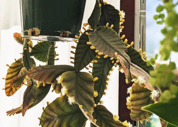 Rhipsalis pachyptera Robusta