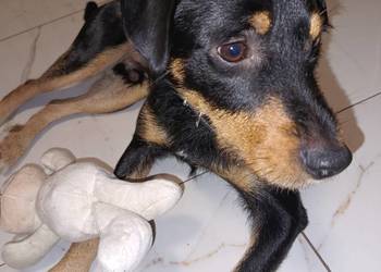 Oddam pieska w dobre ręce