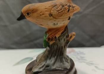 Ptak ptaszek Wren brązowy Ptak ptaszek Wren brązowy