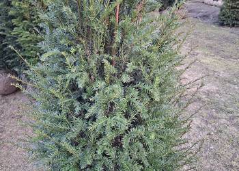 Gotowy Wysoki Żywopłot Cis Baccata