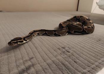 Pyton królewski, pyton regius razem z terrarium 120x60x60