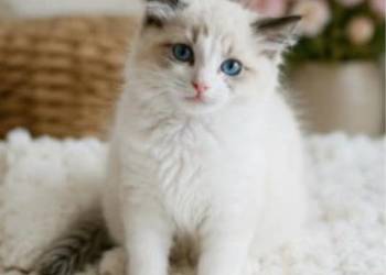 Gotowa do zmiany domu piękna dziewczynka Ragdoll