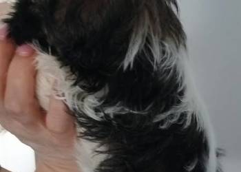 Shih tzu piękna dziewczynka tricolor