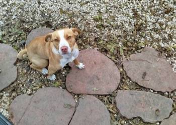 American pitbull terrier Red nose American pitbull terrier Red nose