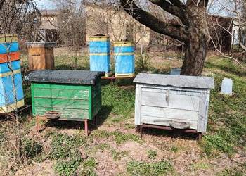 Sprzedam, ule Warszawskie poszerzane