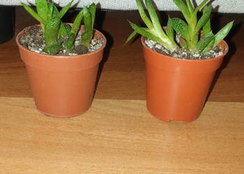 Gasteria, mini sukulent, roślina rosnąca