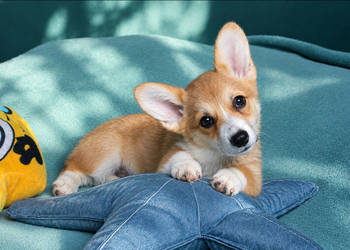 Welsh Corgi Pembroke Dziewczynka