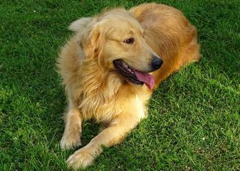 Golden retriever reproduktor/ krycie