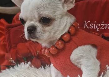 Chihuahua przepiękna dziewczynka