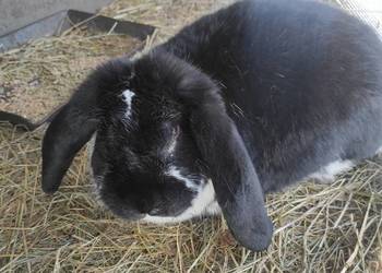 Króliki hodowlane samice