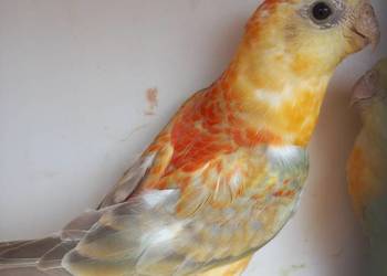 Papugi świergotki samice Papugi świergotki samice