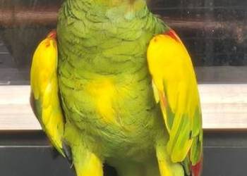 Papuga Amazonka Xanthopteryx