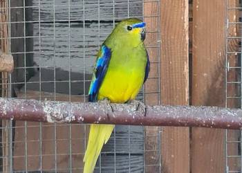 Łąkowka modrobrewa