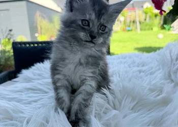 Asa koteczka Maine Coon