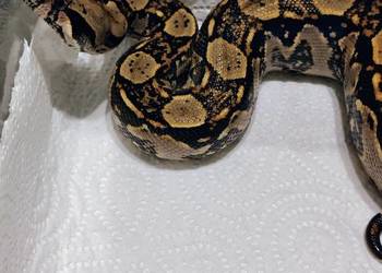 Boa Imperator Samica