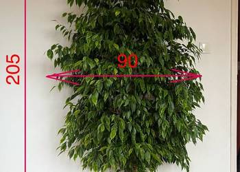 fikus beniamina żywy 205cm zdrowy zadbany