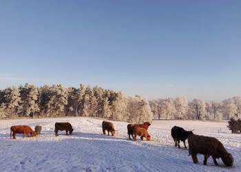 Krowy Highland stado 11szt bydło mięsne szkockie