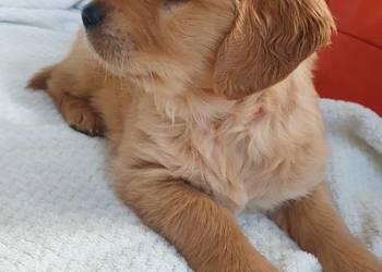 Golden Retriever / szczeniak / złoty piesek / gotowy do odbioru / rodowód
