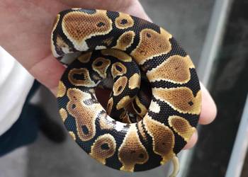 Pyton królewski (Python regius) - różne odmiany