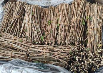 Sztobry czarnej porzeczki