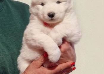 Rasowe szczeniaczki Samoyed - Hodowla Pola Elizejskie UCI