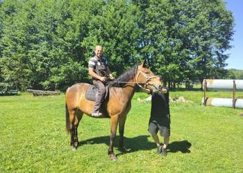 Kon klacz Jasmina Riwiera 160cm pochodzenie slaskie