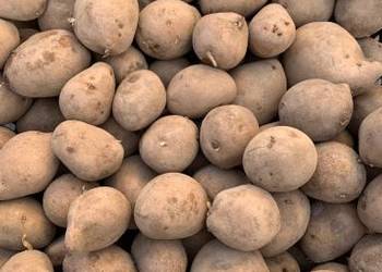 ziemniaki soraya sprzedam