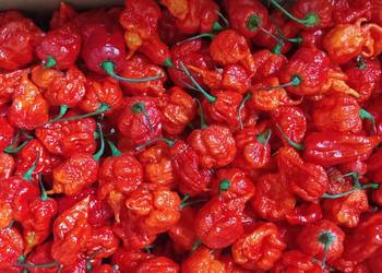 Papryki Chili Dragons Breath świeże 1kg.