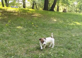 Piesek Jack Russell Terrier FCI ZKwP-Wrocław