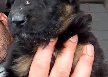 Szczeniaczki Rasy Owczarek Niemiecki długowłosy 1 500 zł