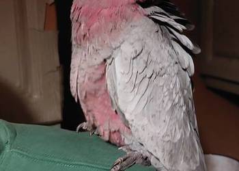 Kakadu różowe ręcznie karmione 26r