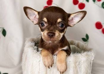 "BAJKA" suczka Chihuahua czekoladowa tricolor