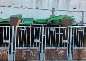 Kojce boksy dla cieląt