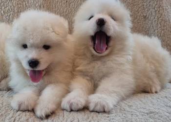 Samoyed/samojed