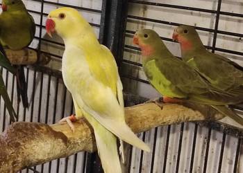 Aleksandretta obrożna cremino - samica