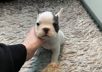 Buldogi Francuskie Zapraszamy