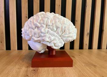 Model anatomiczny mózgu skala 1:1