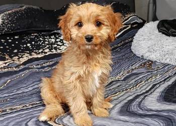 Cavapoo suczka
